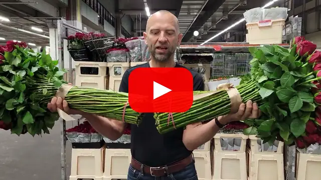 Video: Srovnání kytic 100 růží Madam Red a Red Torch v délce 70cm