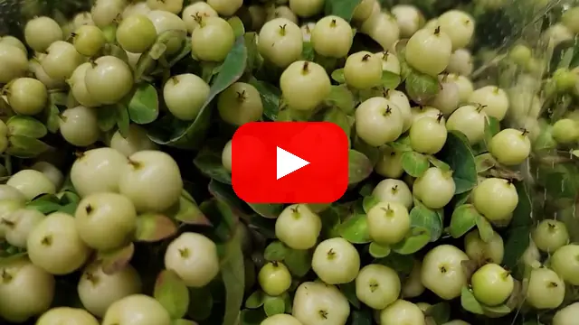 Video: Třezalka (hypericum) Snow Prince