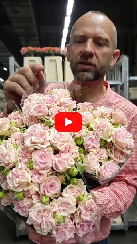 Video: Trsová růže Sweet Flow