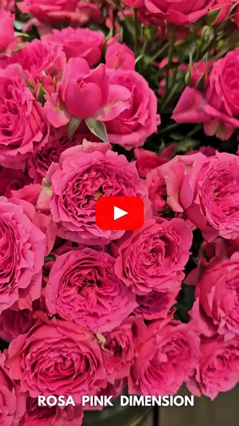 Video: Trsová růže Royal Porcelina