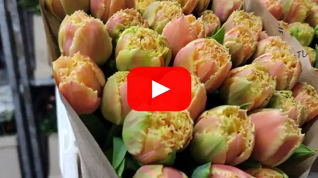 Video: Tulipán FR BRISBANE