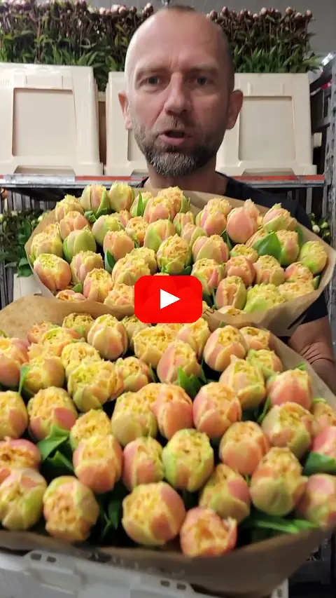 Video: Tulipán FR BRISBANE
