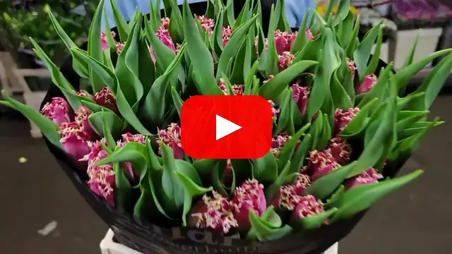 Video: Tulipán FR KATIE MELUA
