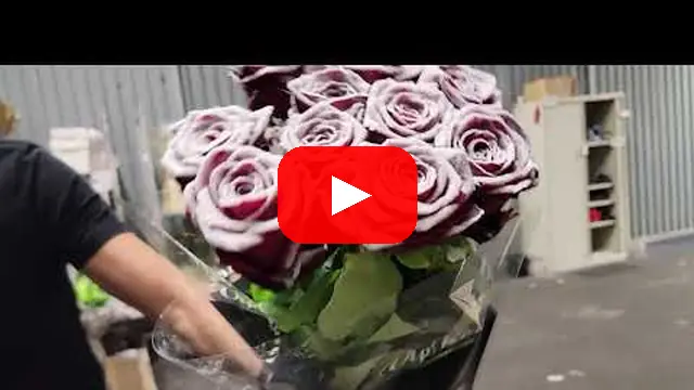 Video: Vánoční červená růže RED NAOMI FROST