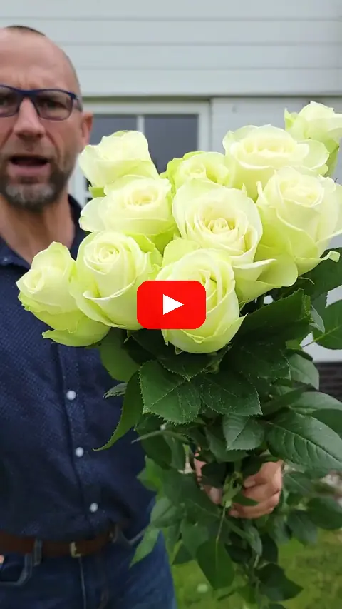 Video: Velké bílé růže Snowstorm