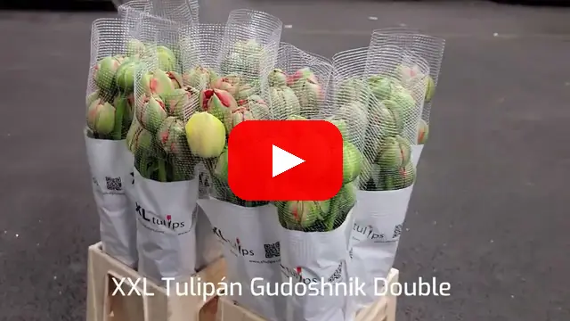 Video: XL tulipán Gudoshnik Double