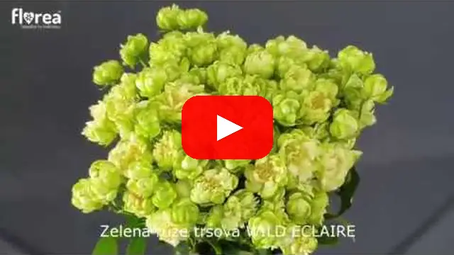 Video: Zelená růže trsová WILD ECLAIRE