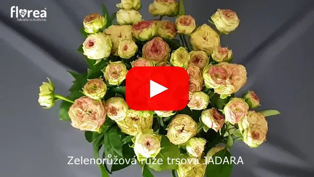 Video: Zelenorůžová růže trsová JADARA