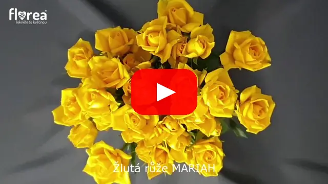 Video: Žlutá růže MARIAH