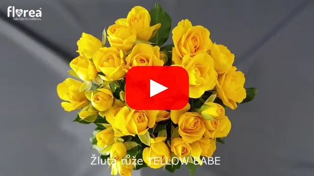 Video: Žlutá růže YELLOW BABE