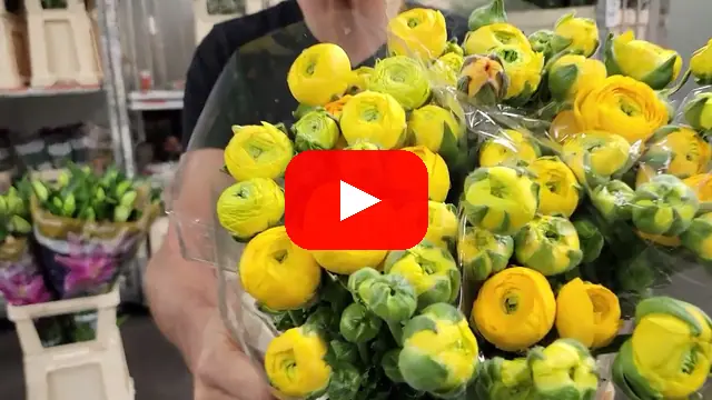 Video: Žlutý pryskyřník Ranunculus Yellow