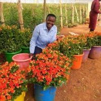 Isinya – 35 hektarů růží v Keni