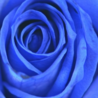 Barvené modré růže jsou originálním dárkem pro každou příležitost