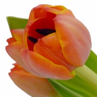 Tulipány (Tulipa)