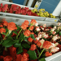 Van der Berg Roses: domov prémiových růží
