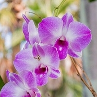 Díl druhý: Orchidej a co o ní možná (ne)víte