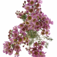 Voskáč, Opuč (Chamelaucium, Waxflower)