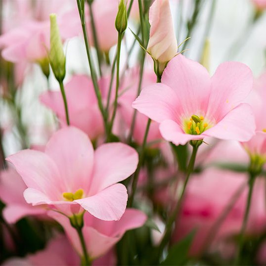 Eustoma Botanic Pink - kráska, kterou si zamilujete