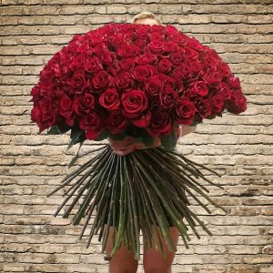 Růže Ever Red - růže s největším květem
