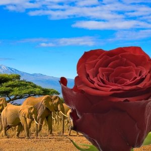 Rudá růže Red Torch - kráska z Afriky