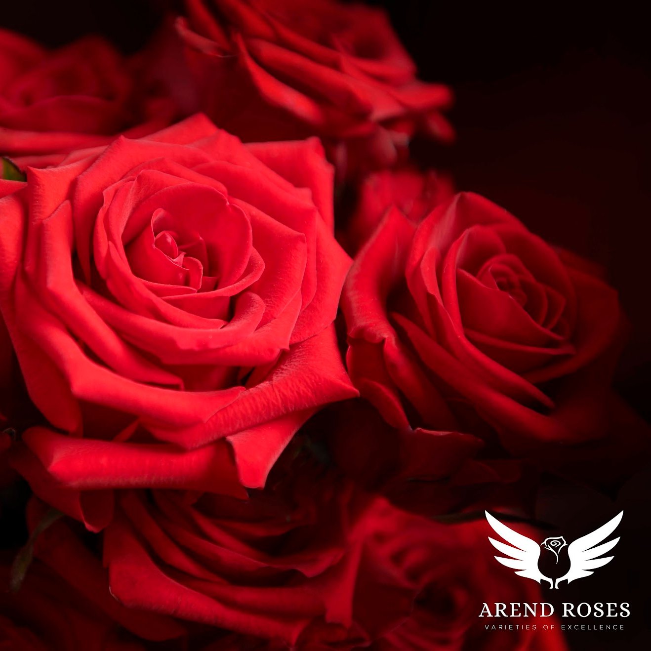 Růže Red Eagle od Arend Roses