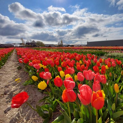 3 miliardy tulipánů - tulipánová pole v Holandsku