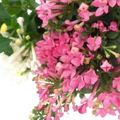 Bouvardie - úžasná květina pro svatební kytice