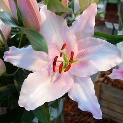 Mistr v pěstování lilií - Double Check Lily