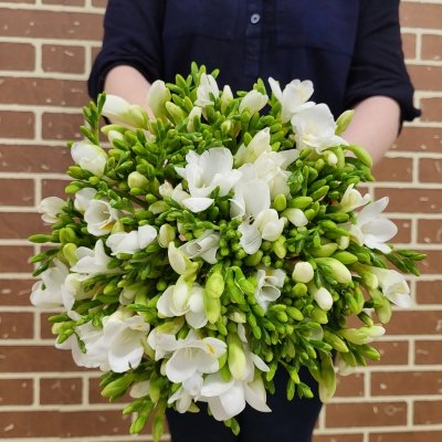 Frézie: královská květina pro vaše aranžmá - bílá frézie Versailles
