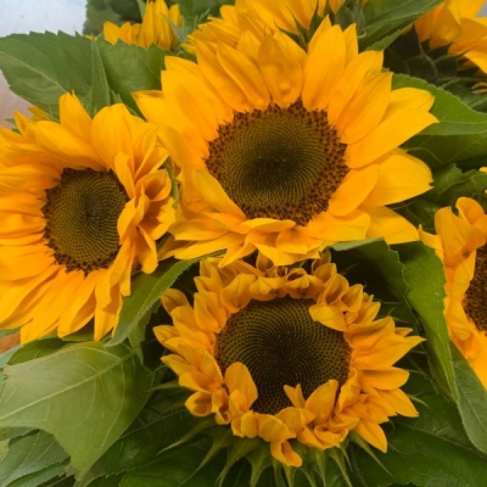 Řezaná slunečnice - původ a péče