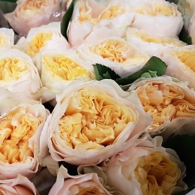Kluempen Roses: Mistr v pěstování zahradních růží