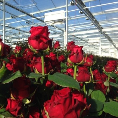 Red Naomi - luxusní superprémiové růže od pěstitelů Brockhoff a Van der Drift Roses