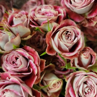 Mnohokvěté řezané růže: krásné a snadno aranžovatelné květiny
