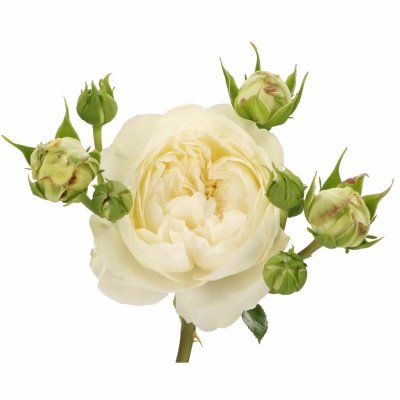 Anglická růže Victorian Summer: Úžasný květ pro dokonalou atmosféru