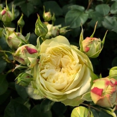 Objevte krásu svatebních anglických růží Victorian Wedding