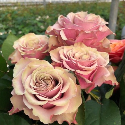 Bourbon Street: Zahradní růže pro nezapomenutelné okamžiky