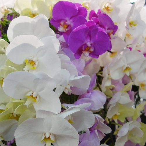 Kolik stojí orchidej? Faktory ovlivňující cenu