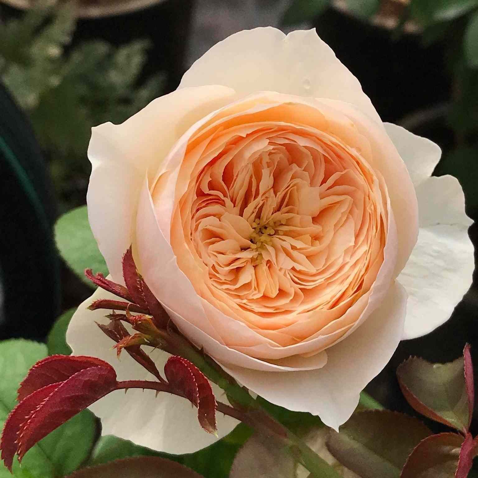 Emma Woodhouse: Anglická růže pro okouzlující svatební kytice