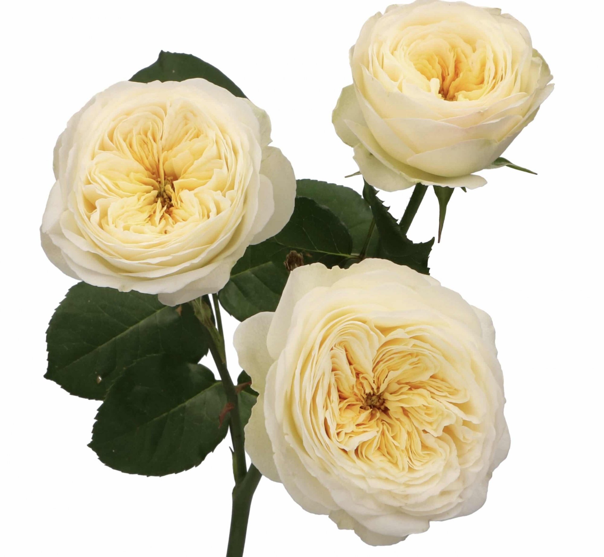 Krémová anglická zahradní růže Royal Park z kolekce David Austin