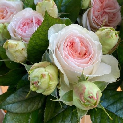 Lorena Summerhouse: Anglická růže, která oživí vaše aranžmá