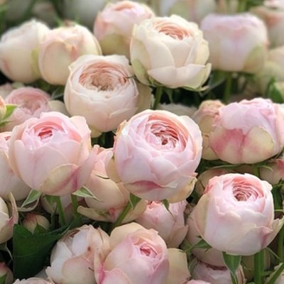 Luxusní růže Mansfield Park: Klenot mezi řezanými zahradními růžemi