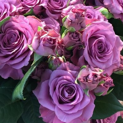 Mystic Moments: Řezané zahradní růže pro každou příležitost