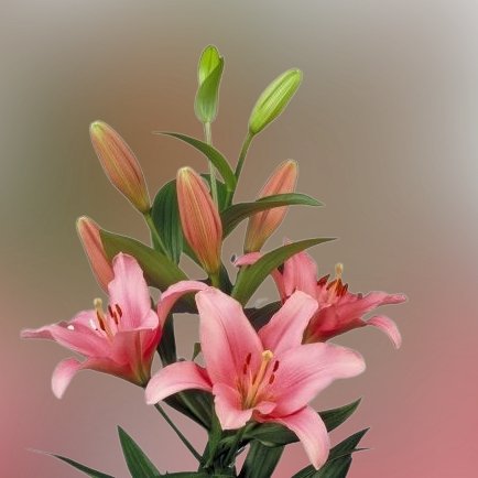 Lilie 'La Brindisi: Křehká krása a univerzální využití