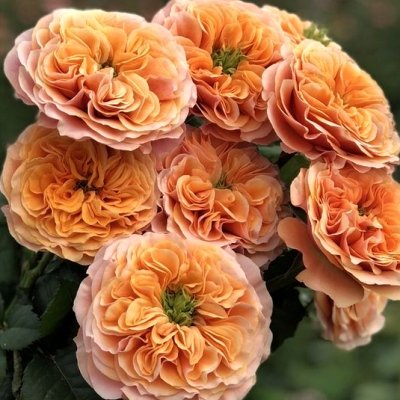 Růže Southpark: Zahradní růže plná eleganci a stylu