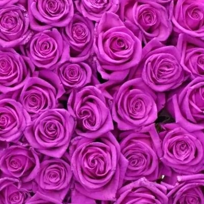 Barvená růžová růže Carise Vendela
