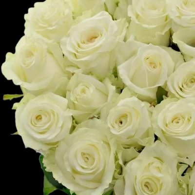 Bílé řezané růže Dolomiti od Holandského pěstitele Marjoland
