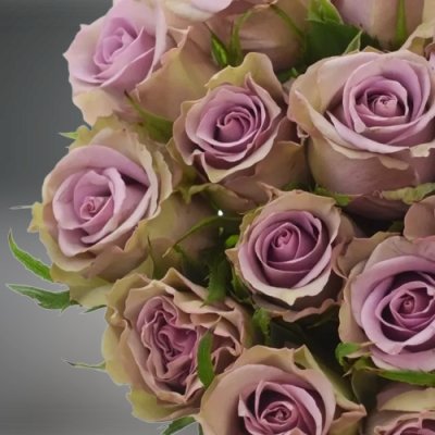 Fialová růže Samantha Bridal
