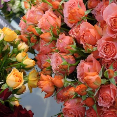 Jak se postarat o mnohokvěté růže