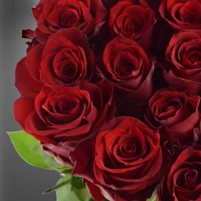Luxusní červené růže Explorer
