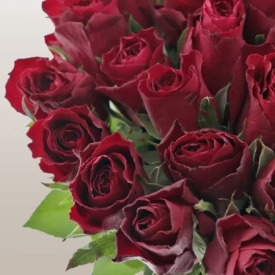Ohnivá krása červené růže Madam Red